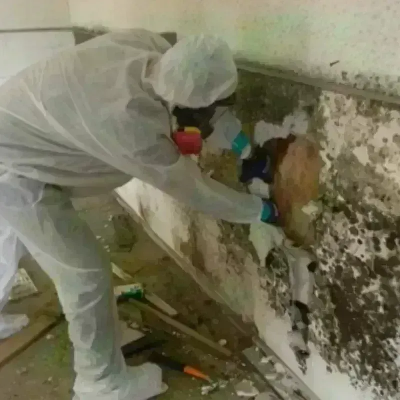 Mold Remediation and Removal in Corinth, MS